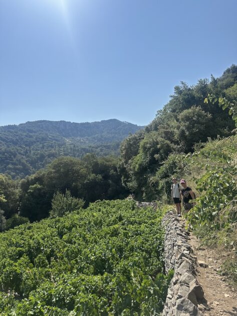Wandelroute Nachtegaalvallei door de wijngaarden