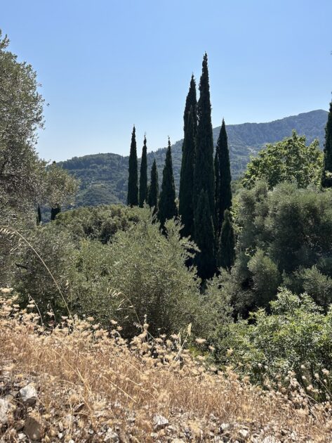 Wandelroute Nachtegaalvallei en Manolates cypressen