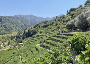 Wandelroute Nachtegaalvallei en Manolates glooiende hellingen met wijngaarden