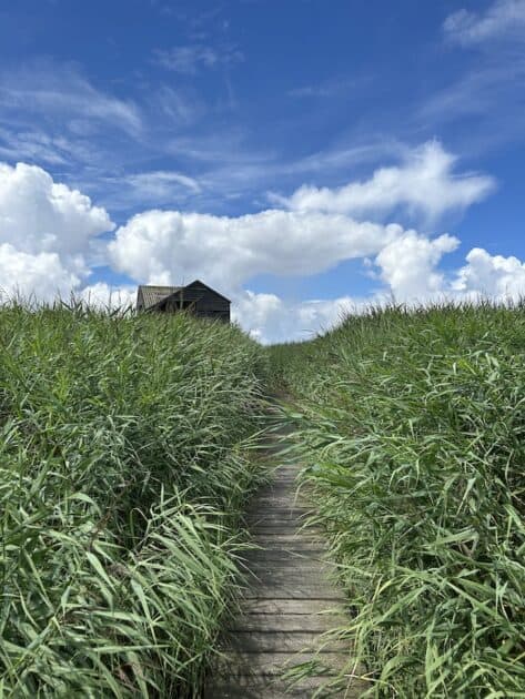 Vogelkijkhut de Kiekkaaste in Nieuwe Statenzijl, Groningen, vlonderpad