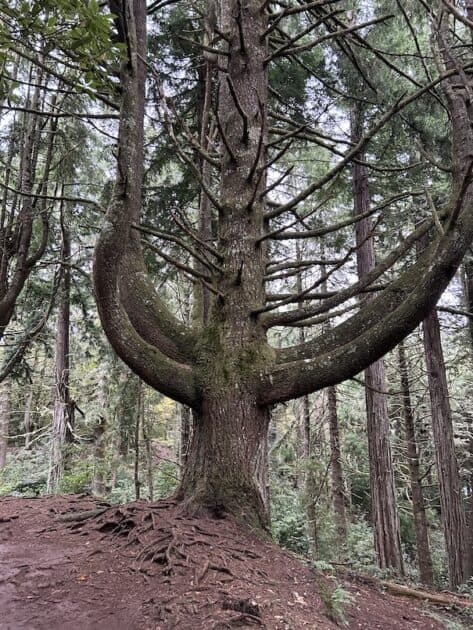 Wandelroute PR9 Levada do Caldeirão Verde bijzondere boom