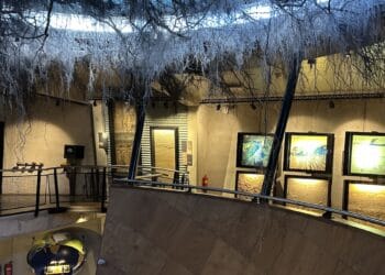 Museonder boomwortels