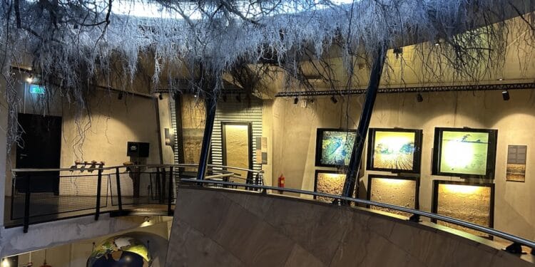 Museonder boomwortels