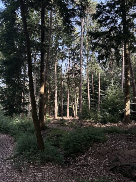 Wandelen Asserbos bomen