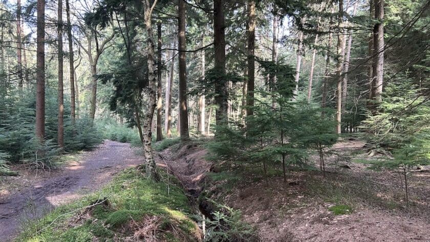 Wandelen Asserbos wandelroute blauw