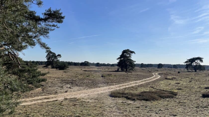 Wandelen op de Hoge Veluwe Pampelse Zand pad