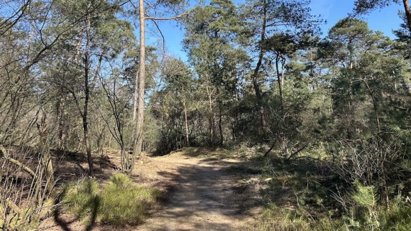 Wandelroutes Hoge Veluwe bospad
