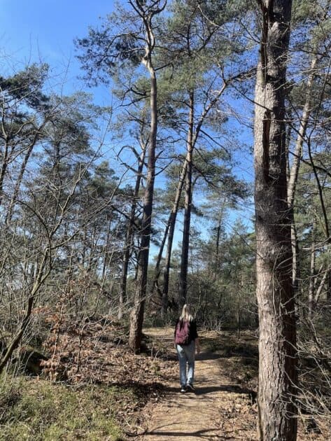 Wandelroutes Hoge Veluwe irene bospad
