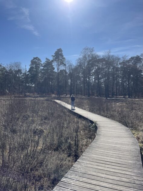 Wandelroutes Hoge Veluwe vlonderpad bij Jachthuis St Hubertus Irene in de verte