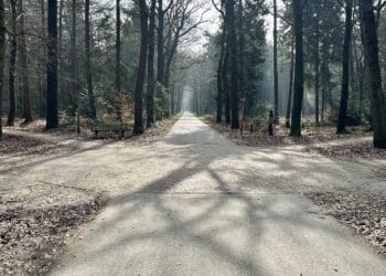 Wandelroutes in het Asserbos sterrenbos