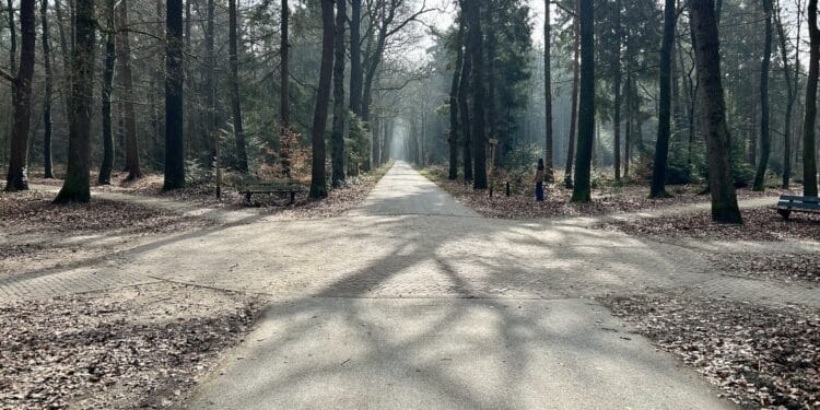 Wandelroutes in het Asserbos sterrenbos