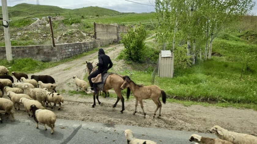 Armenië, schapen en paarden op de weg