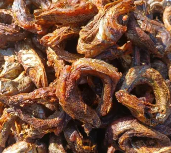 SMOKED AFRIQUE PANLA Delicious Fish 20PCS Pack