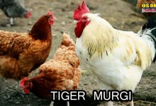 টাইগার মুরগি পালন করার পদ্ধতি