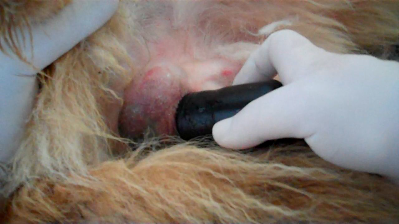 Ultrasound provides noninvasive hormone-sparing sterilization for male dogs
