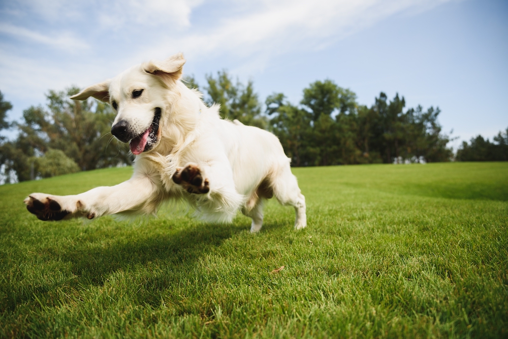 Parsemus’ work on hormone restoration in dogs featured