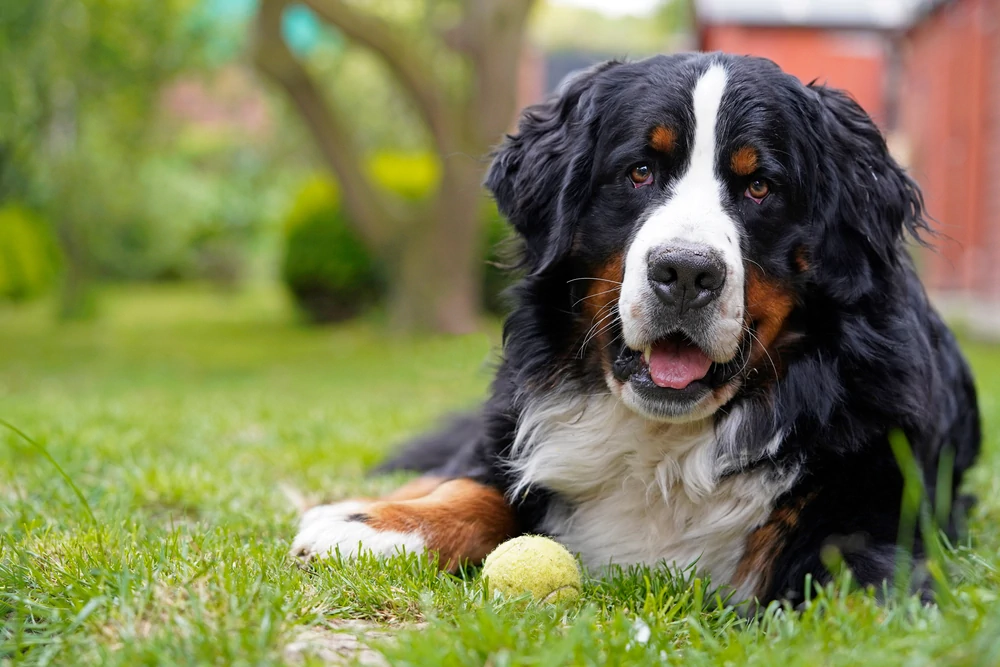 Hormone Restoration in Dogs