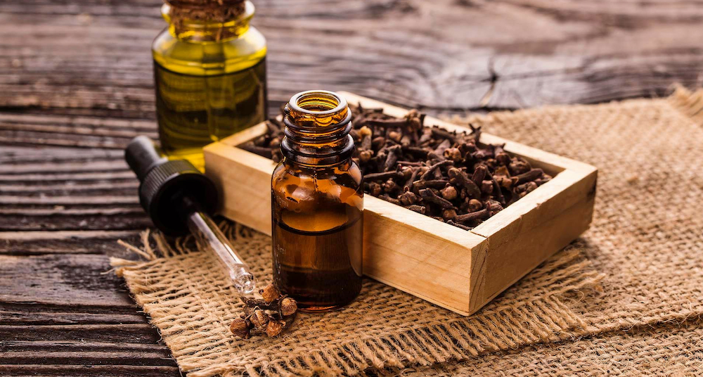 Could clove oil be used to nonsurgically sterilize male dogs?