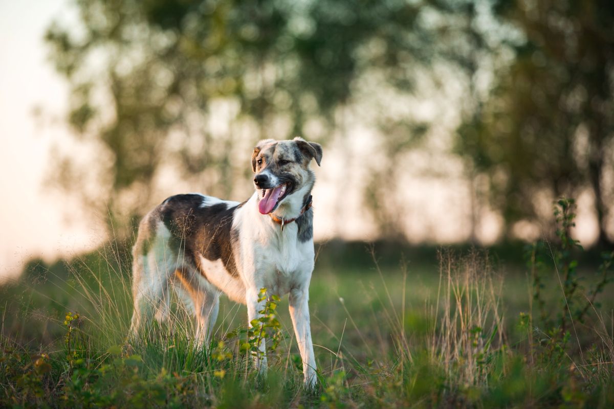 Medical treatments for dogs with enlarged prostate