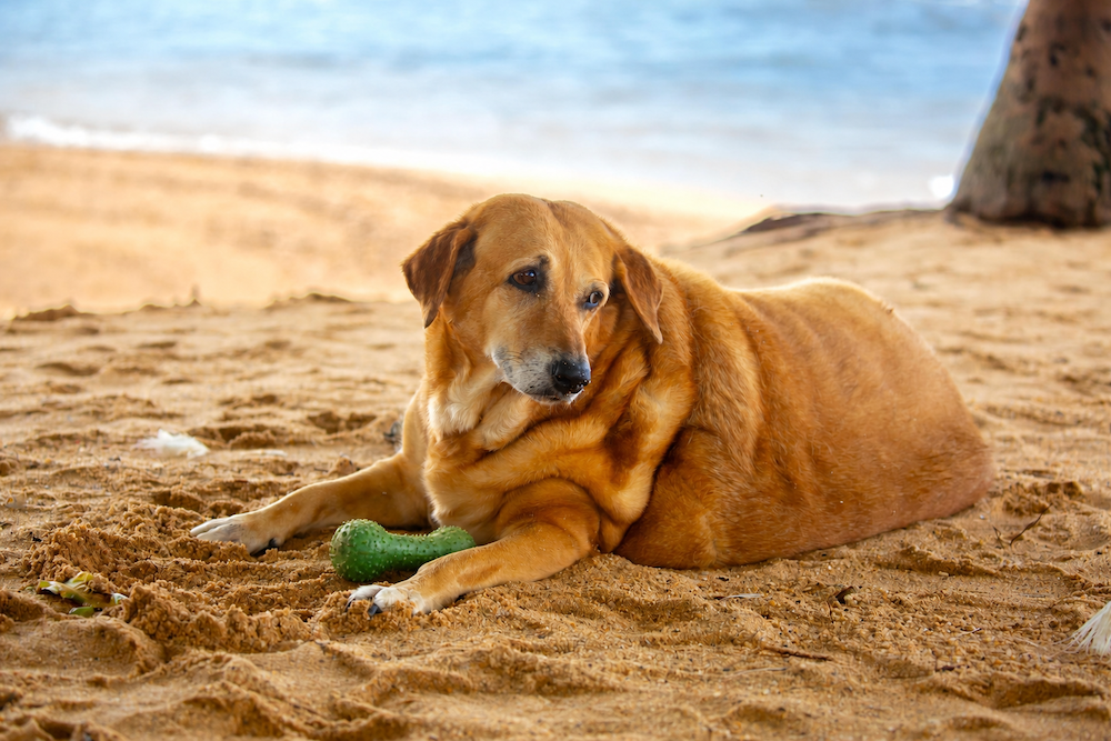 New hope for dog obesity: What the latest research means