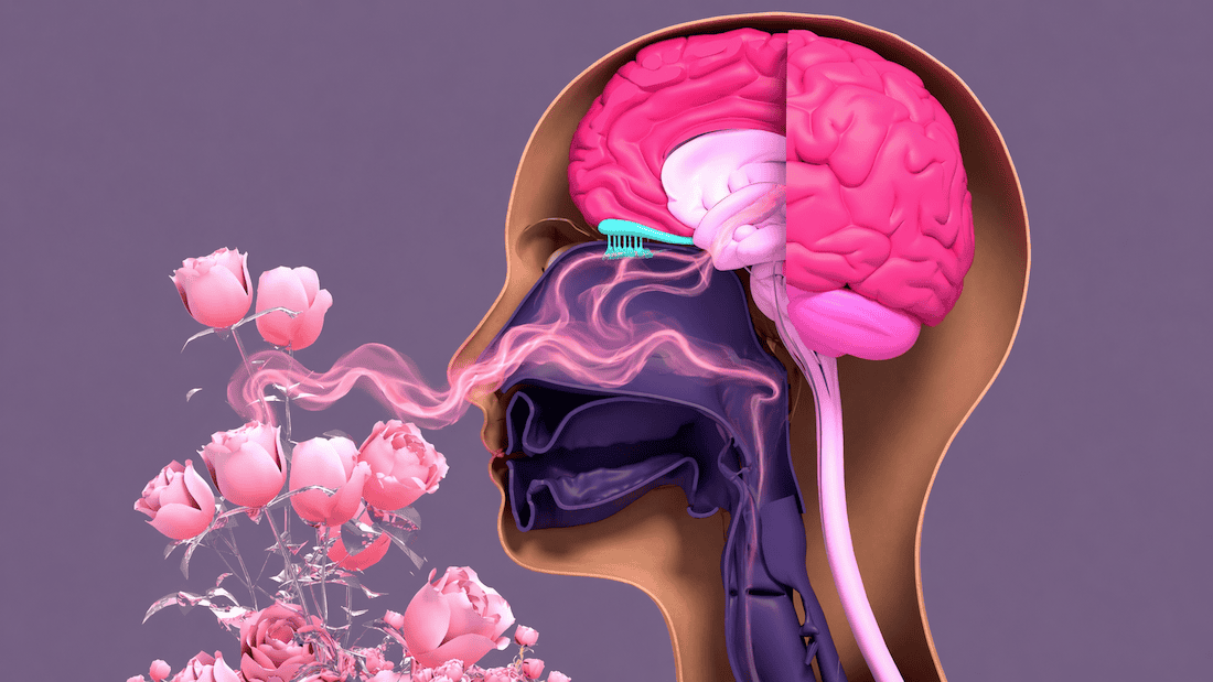 Why your sense of smell matters for brain health