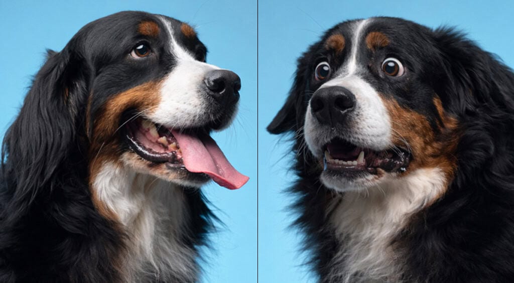 Rethinking spay/neuter in light of new research