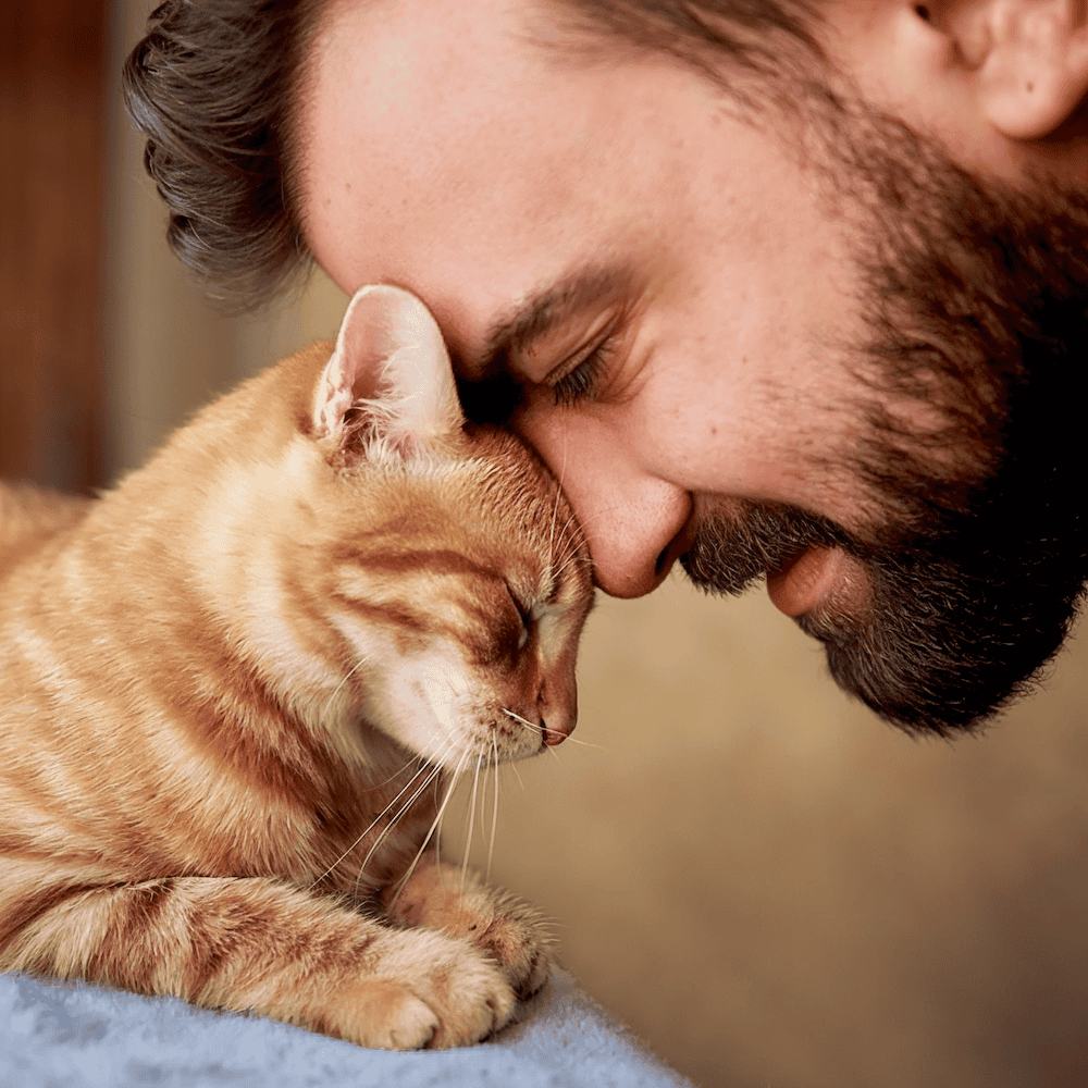 Cognitive dysfunction syndrome in cats similar to Alzheimer’s disease