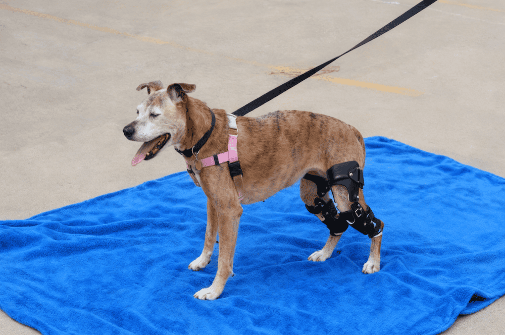 Spay/neuter and the risk of a torn ligament in dogs