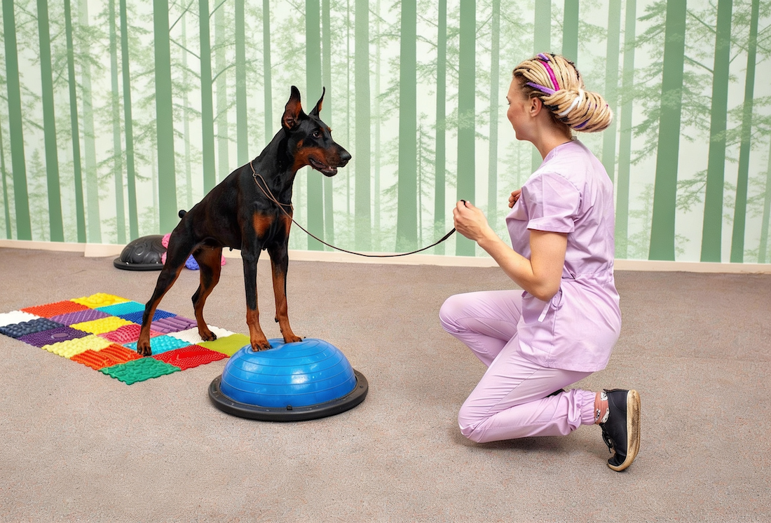 Early spay or neuter may leave dogs frail later in life