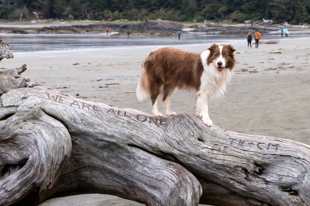 Testosterone restoration for canine “spay-neuter syndrome”