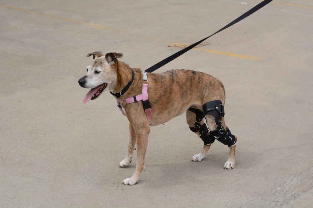 Spay/neuter and the risk of a torn ligament in dogs