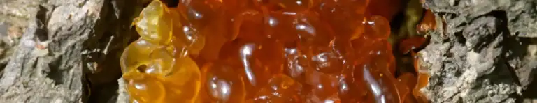 benzoin gum resin in perfumes