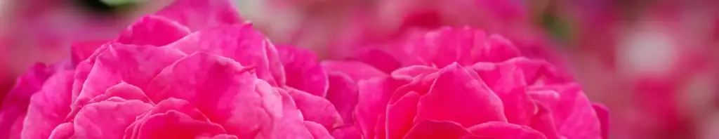 the allure of turkish rose in perfumes