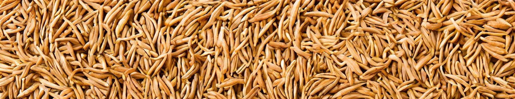 the intriguing allure of cumin in perfumes
