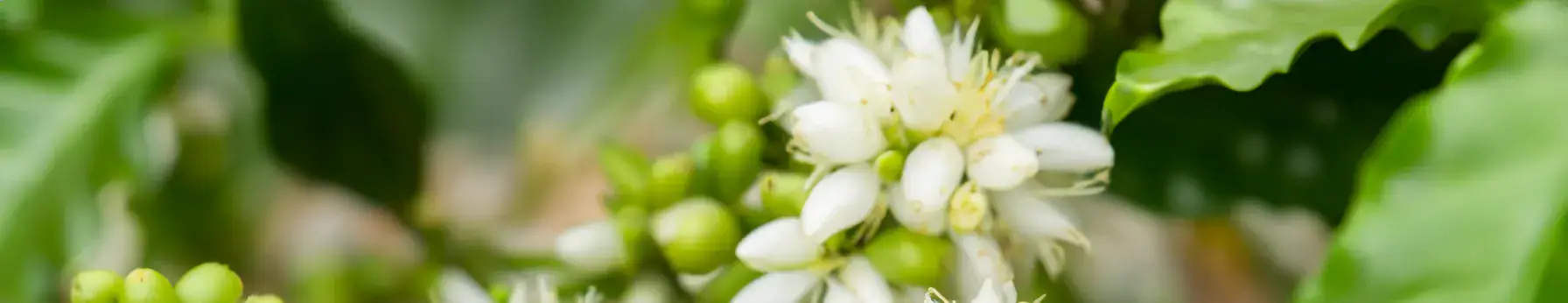 coffee blossom in perfumes