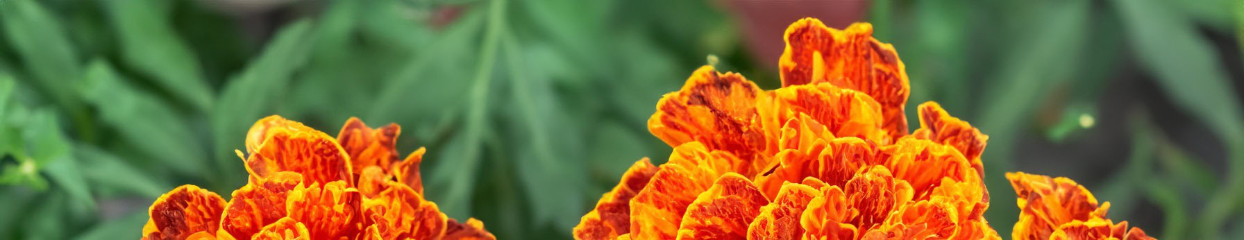 marigold in perfumes