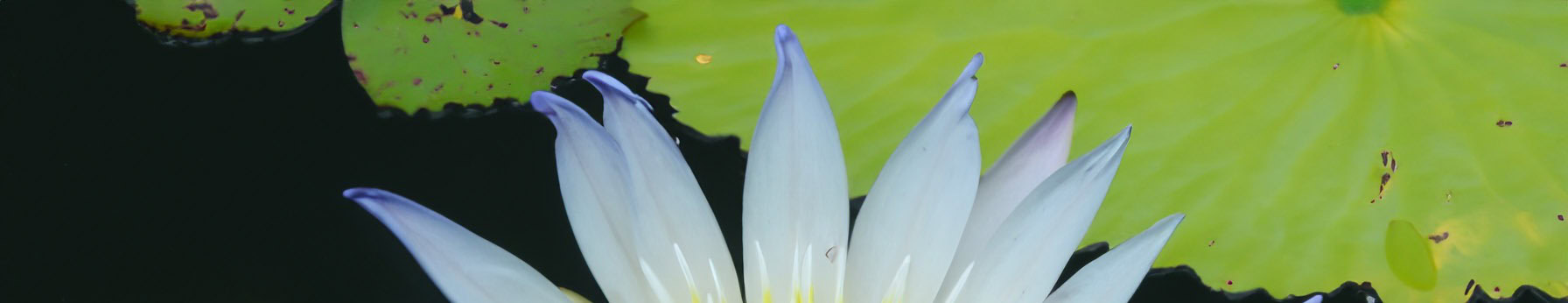 Water Lily in perfumes