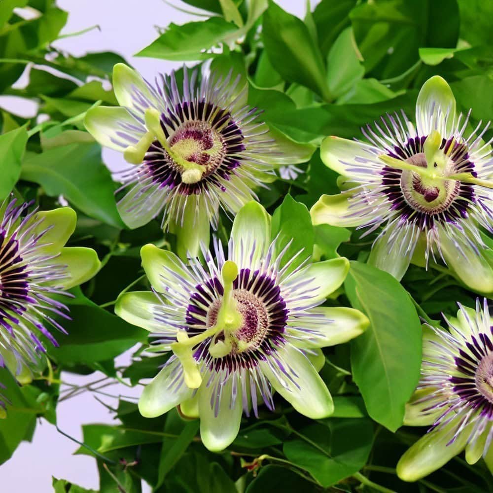 passionflower 04