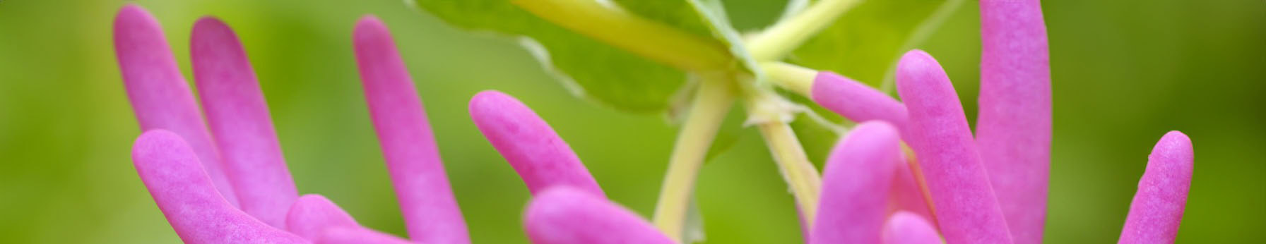 Honeysuckle