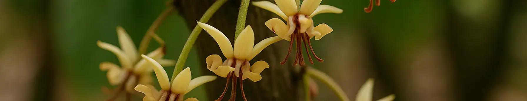 cacao blossom in perfumes