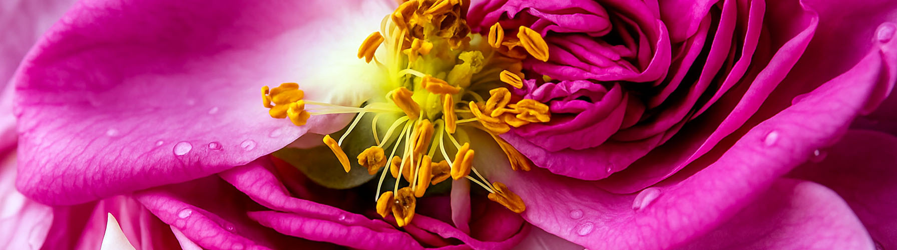 Floral Olfactory Group in Perfumery Floral perfumes and fragrance families with rose and jasmine