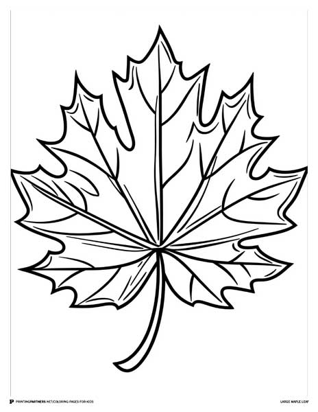 Outline of a large maple leaf suitable for coloring activities.