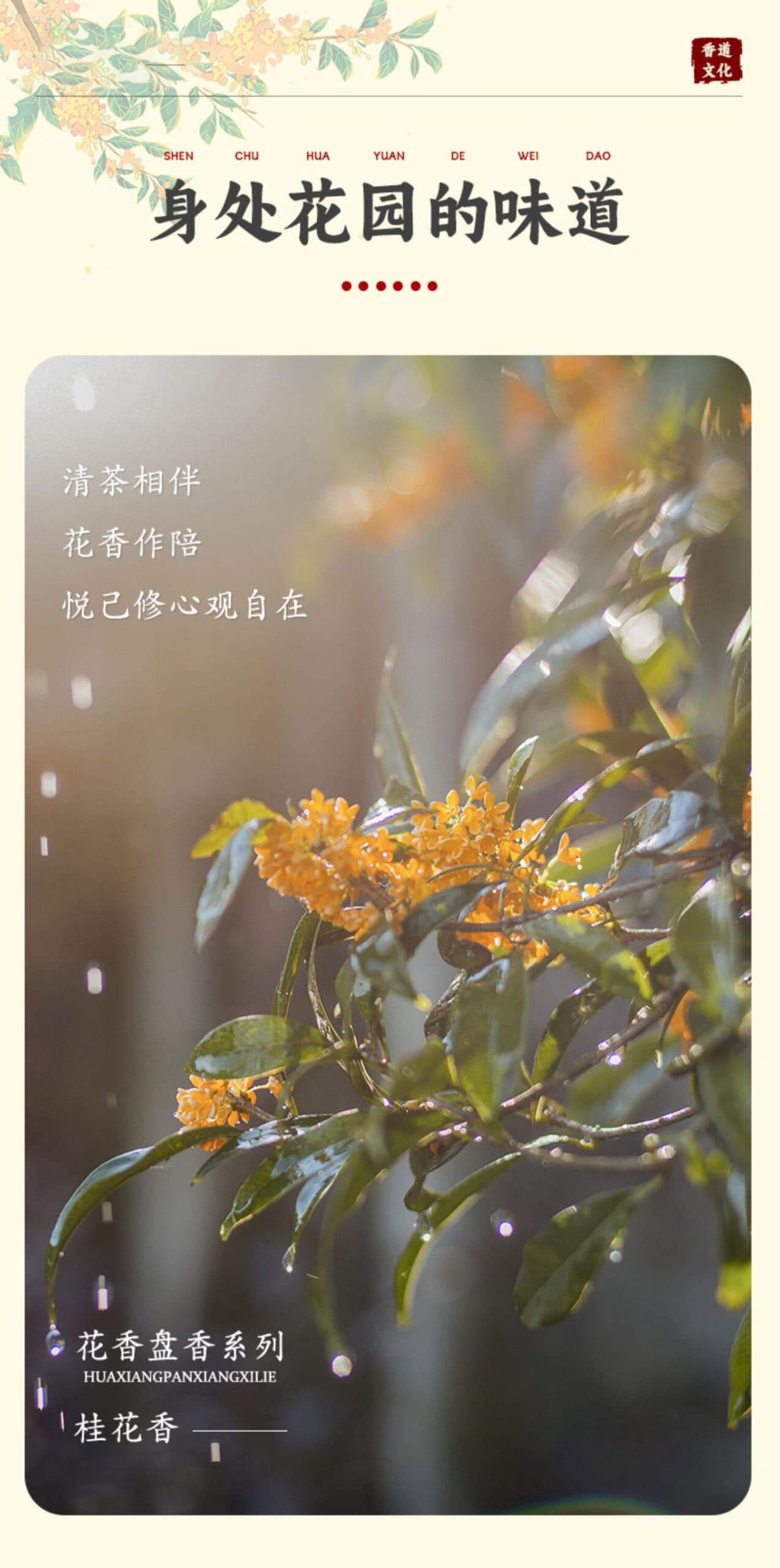 十里桂花香天然茉莉花桂花味盤香香薰– 普雲閣