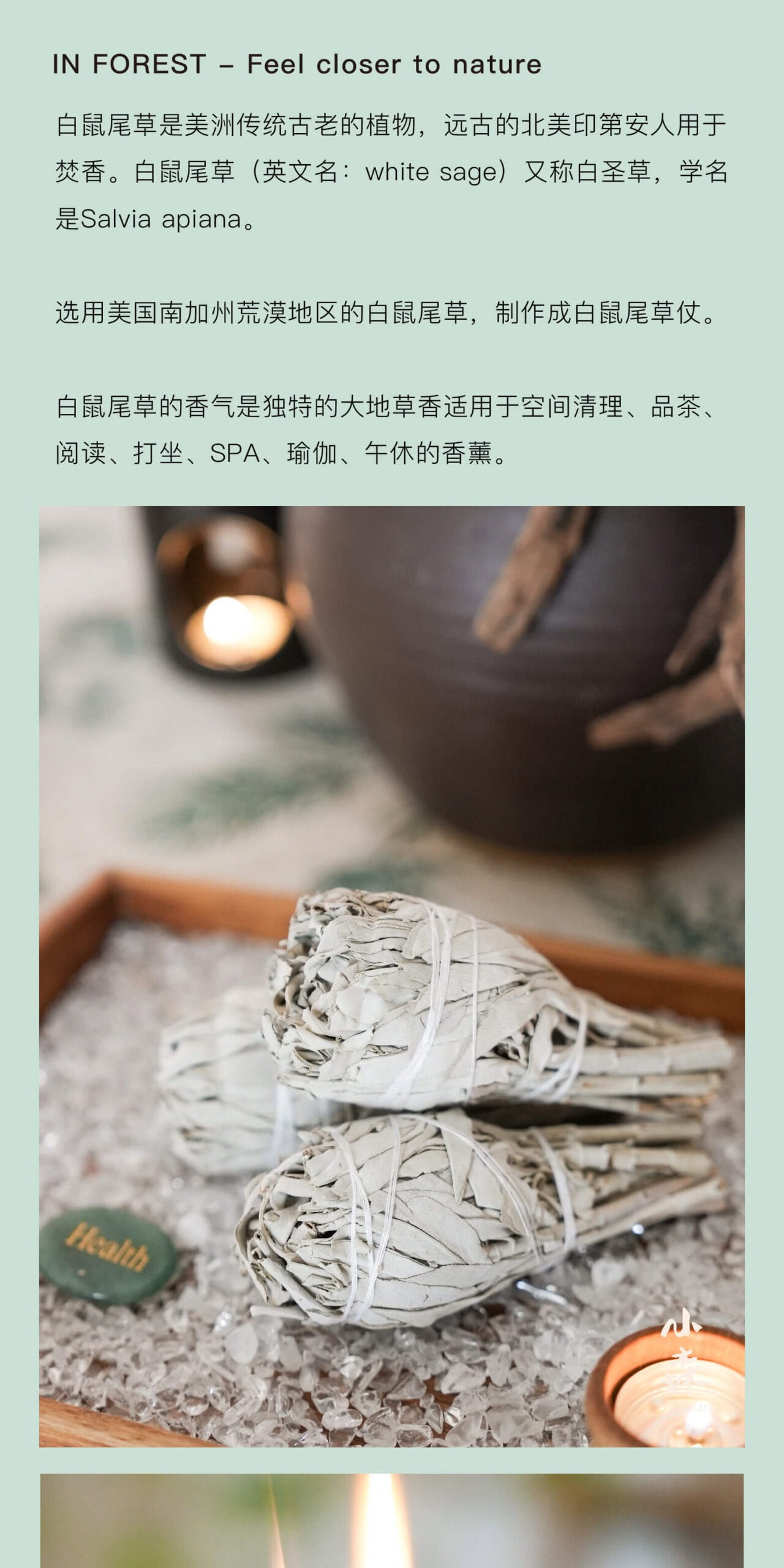 《調節情緒》加州白鼠尾草天然植物香薰香料草仗