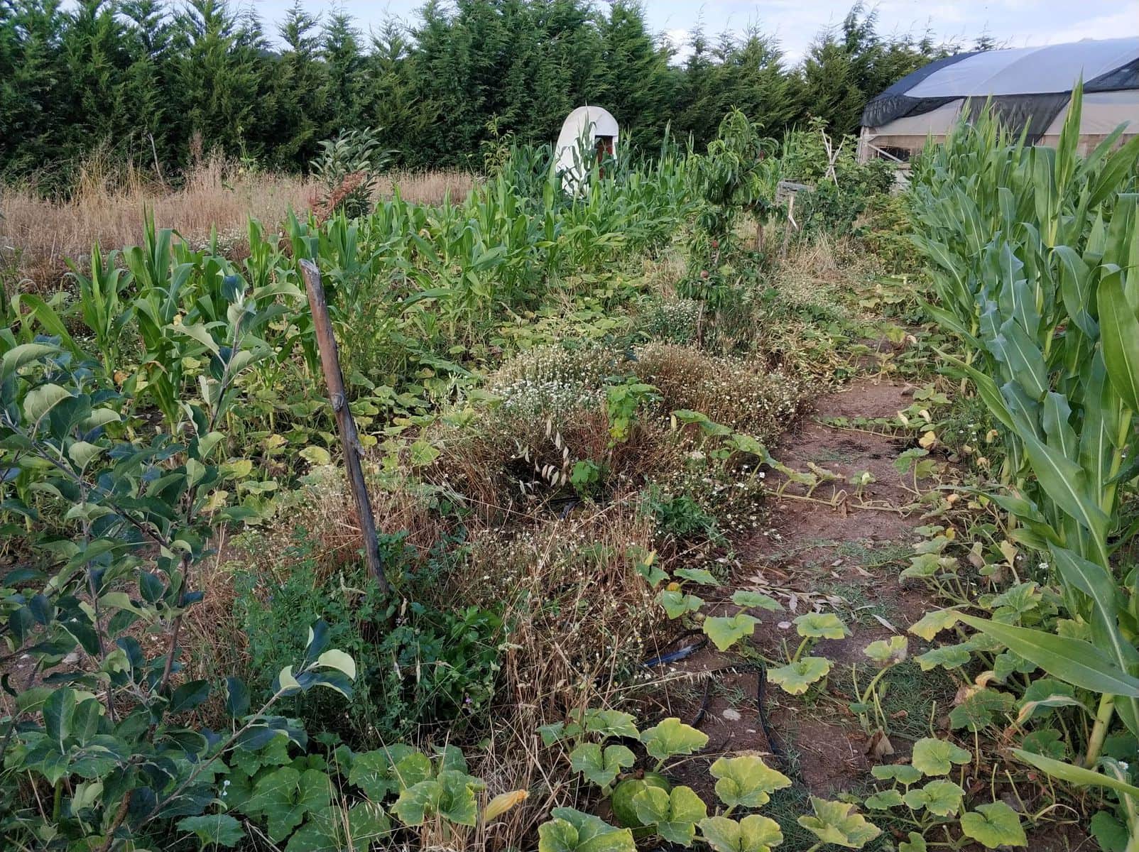 Canteiro de milho e hortícolas na Quinta da Caria, paisagens rurais e agricultura sustentável em Portugal.
