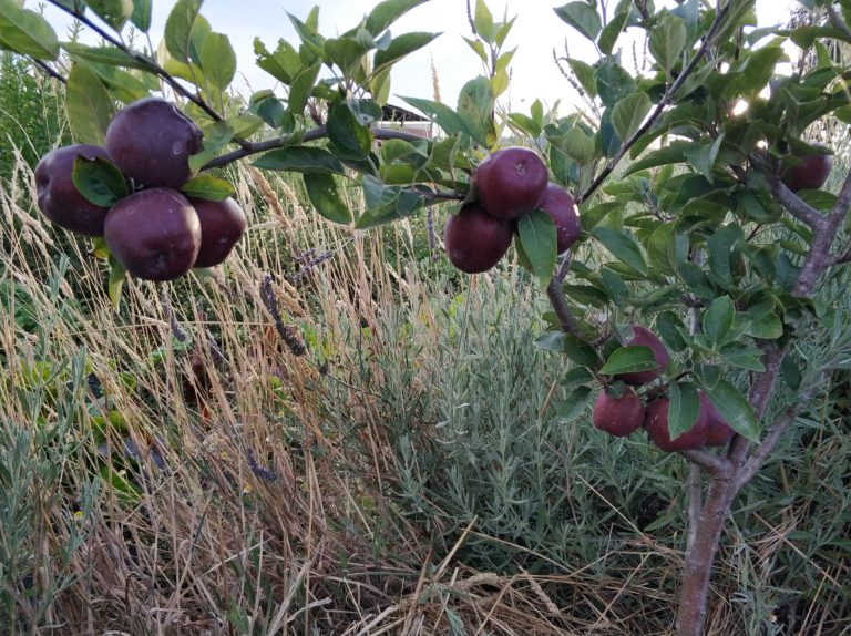 Macieira - ramo de árvores com maçãs vermelhas grandes