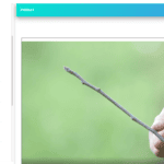 ramo de pereira com gomos foliares