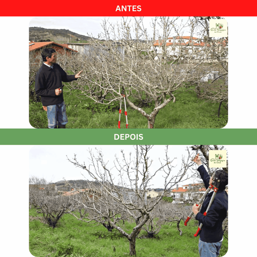 Pereira - árvores conduzida em vaso antes e depois das operações de poda