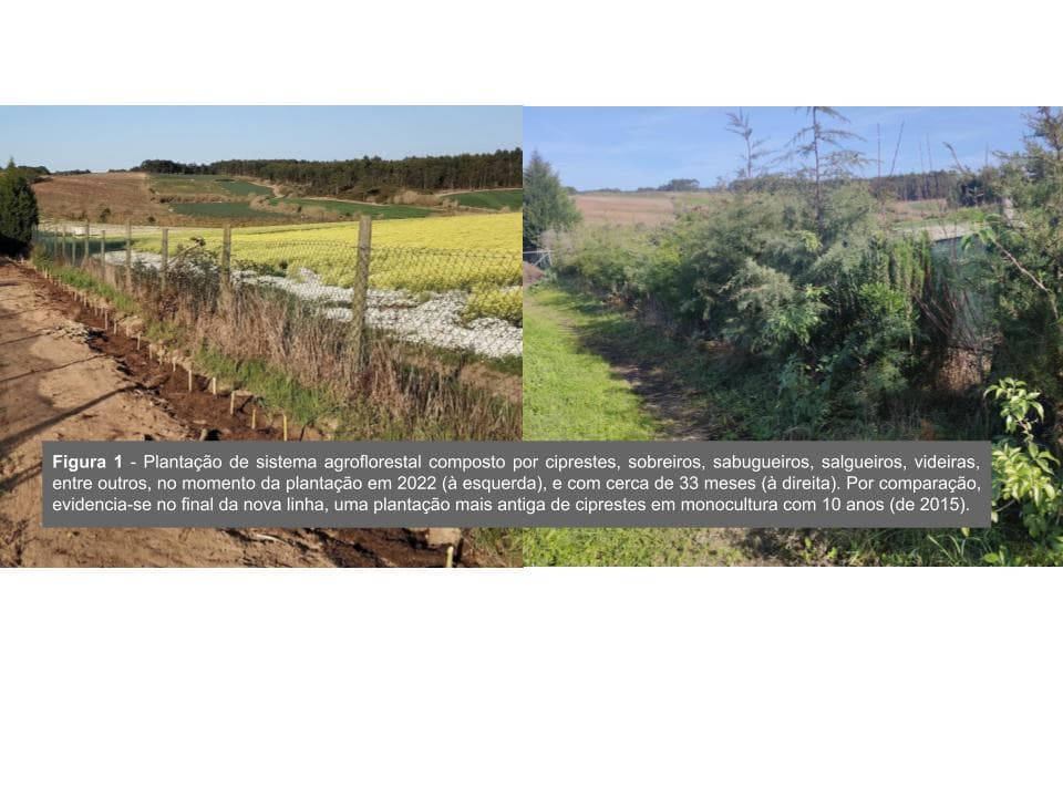 Ciprestes na plantação agroflorestal no Quinta da Caria, Portugal, destacam práticas sustentáveis.
