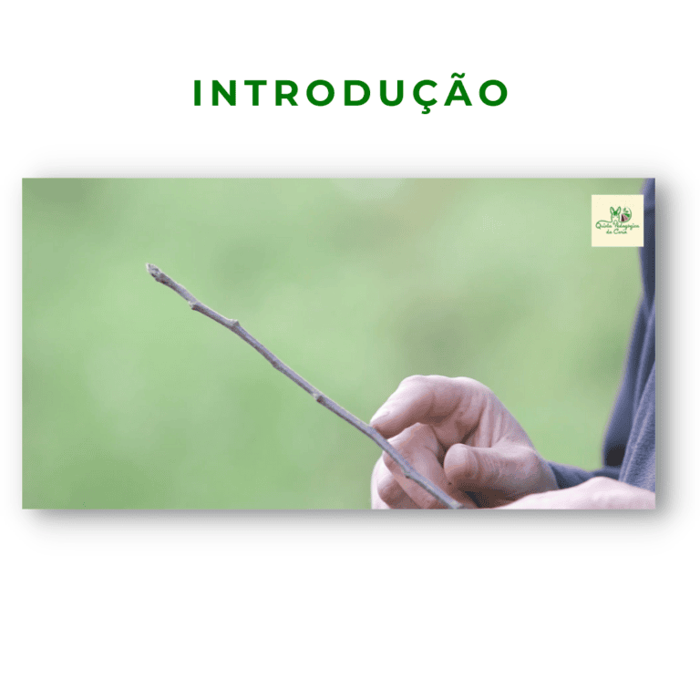 Ramo de árvores com gomos foliares